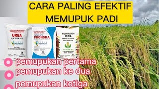 PEMUPUKAN PADI DARI AWAL TANAM SAMPAIPANEN,INI TAHAPAN YANG BENAR