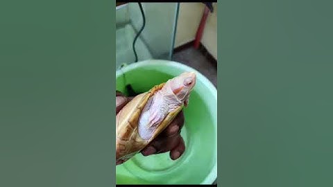 albino red ear slider turtle 🐢 ❤️ #shorts #reptiles #turtle #redearedsliderturtle