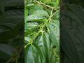 TANAMAN MENGKIRAI ‼️ Trema orientalis #mengkirai #anggrung anggrung pohon arang