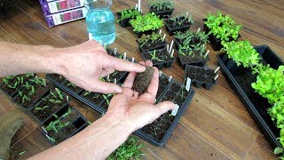 Seed Starting Basics: Peppers - Germination, Thinning, Watering Science, Fertilizing, Potting-Up