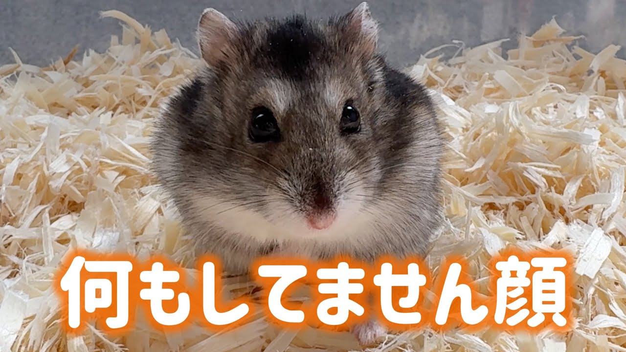 掃除中、待機してただけなのに…ビビがレベチでした。