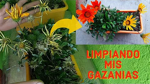 Como se podan las Gazanias?