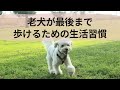 老犬が最後まで歩けるための生活習慣 How to Help Your Older Dog Keep Walking