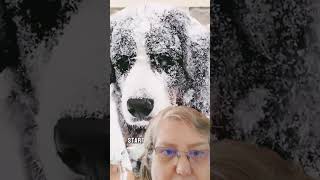 Sahi̇bi̇ne Küsen Köpek. Şfet Şfetedüş Şfetbeniöneçıkar