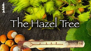 Hazel | Folklore, Myth and Magic of the Hazel Tree