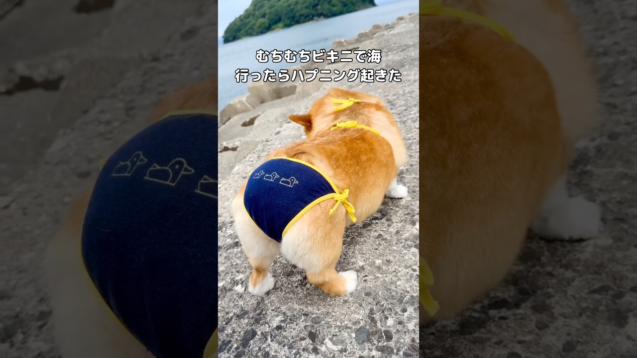 むちむちビキニで張り切って海に行ったら強風と寒さでびっくり #コーギー #海 #shorts