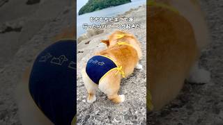 むちむちビキニで張り切って海に行ったら強風と寒さでびっくり #コーギー #海 #shorts