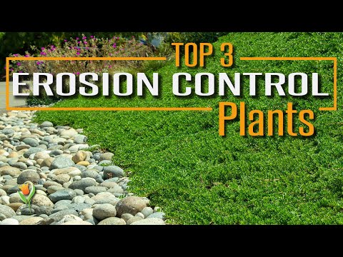 Use These Plants on your Slope to Prevent Erosion, Stabilize Soil, and look AMAZING!