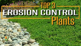 Use These Plants on your Slope to Prevent Erosion, Stabilize Soil, and look AMAZING! by Budget Plants 179,905 views 3 years ago 8 minutes, 47 seconds