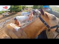 Resenha Banhando os Cavalos na Vaquejada Parque Joaquim Branco em Inhuma Piauí