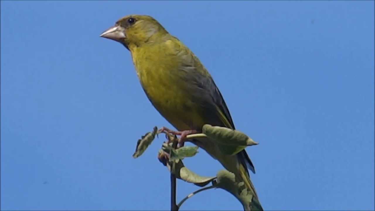 Greenfinch (Carduelis chloris) - 2013-07-22 