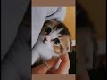 Little kitty!! #catvideos #cat #kitten #cute #aesthetic #subcribe #android #pets #addme #science