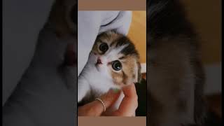Little kitty!! #catvideos #cat #kitten #cute #aesthetic #subcribe #android #pets #addme #science