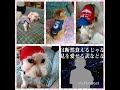DAISO様犬の秋服入荷