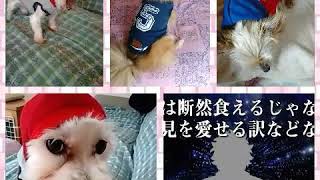 DAISO様犬の秋服入荷