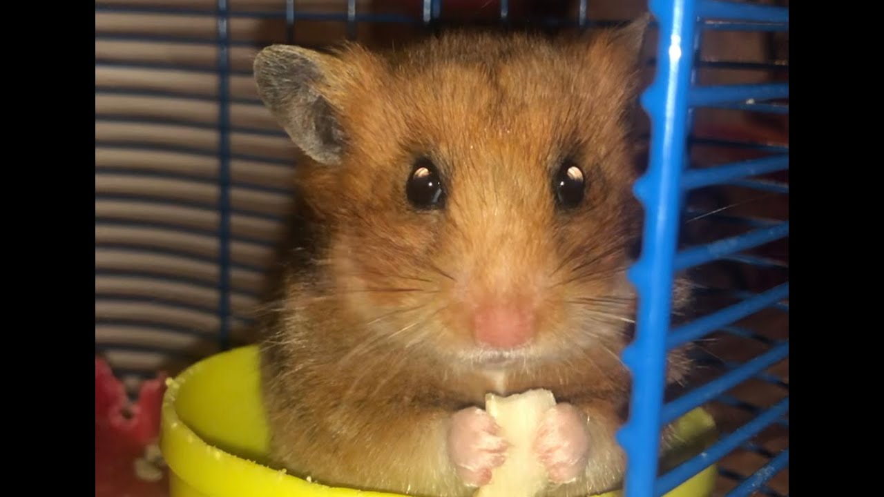 Rate my hamster - YouTube