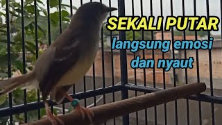 cukup sekali putar ciblek mana yang tidak emosi dengan pancingan ciblek gacor ini.