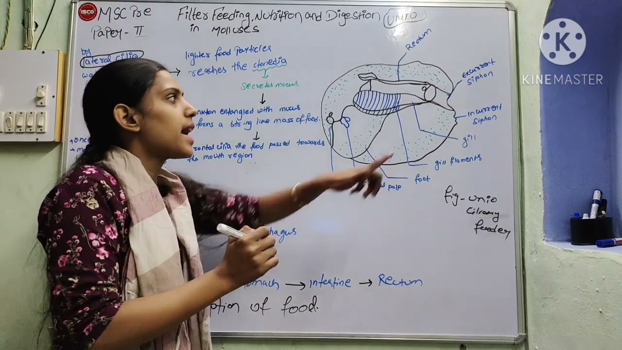 filter-feeding Nutrition and Digestion in Mollusc||Unio (Lamellidens)