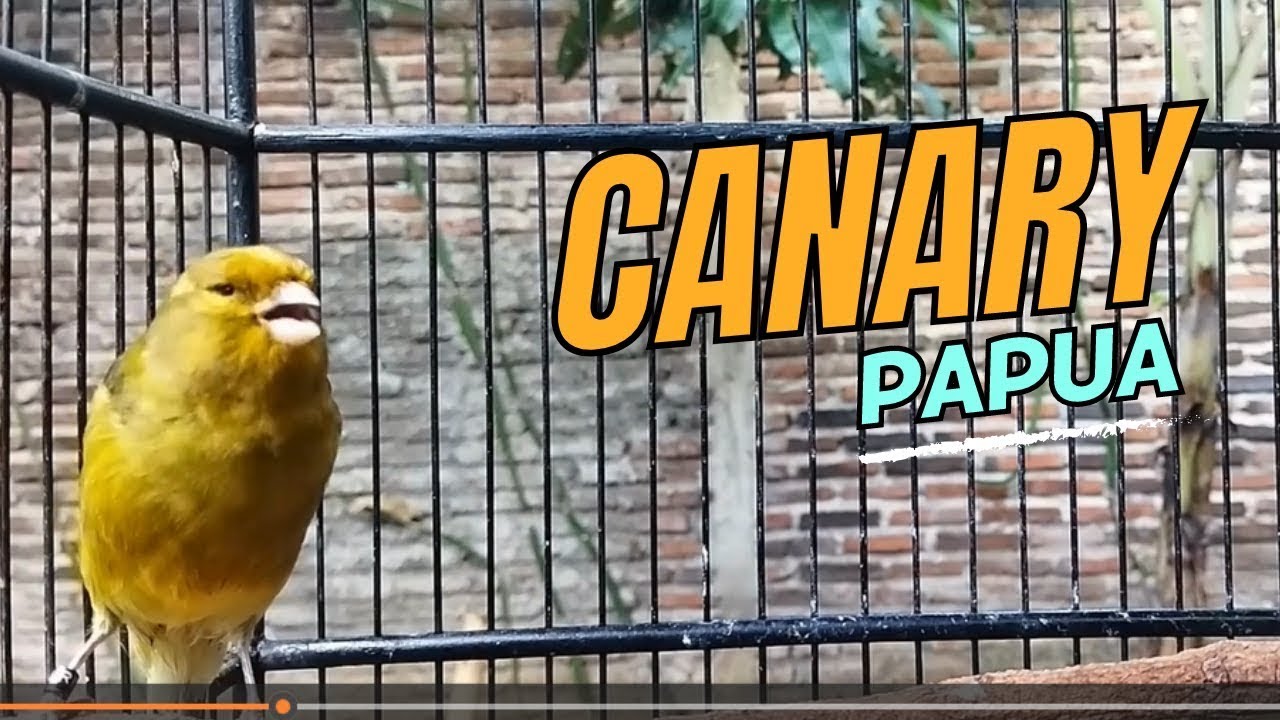 Image showcasing Canary sings first after molting - Canary training song - YouTube
