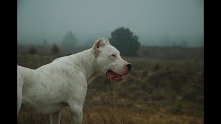 dogo argentino dog