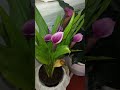 calla lily 🥰#shortvideo #flowers #love #shorts #reels