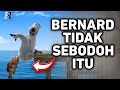 Kalian salah besar jika mengira Bernard itu BODOH ‼️