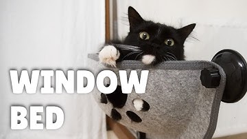 Introducing window bed to our cats | Uni and Nami | Catz Club