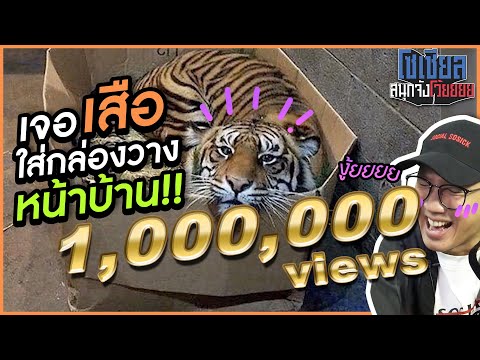 เจอเสือใส่กล่องวางหน้าบ้าน!! : โซเชียลสนุกจังโว้ย!! | VRZO