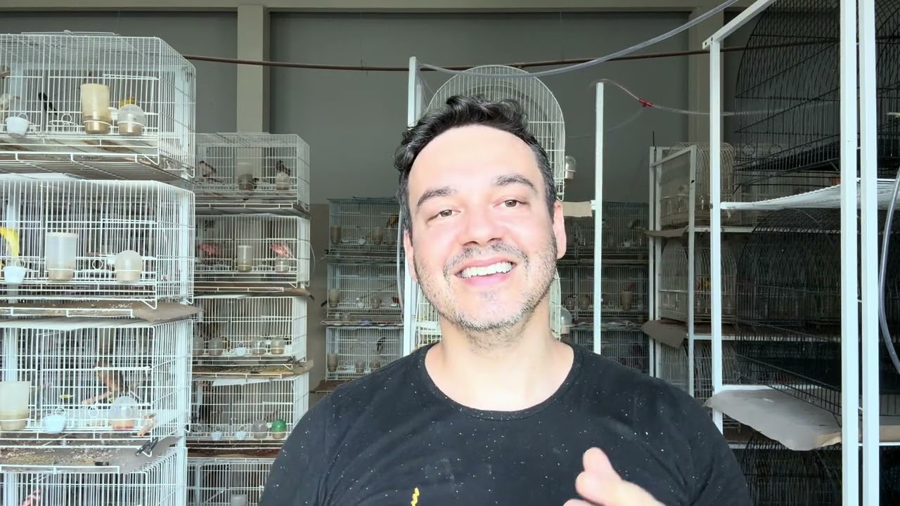 Separando filhotes Gloster 