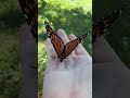 a monarch butterfly found in front of the vehicle it's still alive I put it on a vine🦋