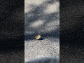Fast lil brown bird 🐦 👋