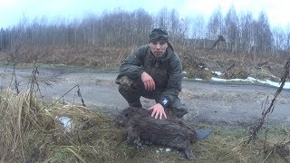 Охота на бобра капканом зимой. Тактический ремень для охотника! Охота на бобра капканом зимой. Тактический ремень для охотника!