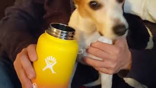 Vsco Girl Dog Sksksksksksksk