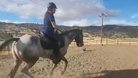 Working on my canter