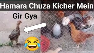 Hamara chuza kicher mein gir gya | Our chick fell into the ditch