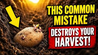 Don’t plant potatoes this way: your harvest will be much worse 🌱⚠️