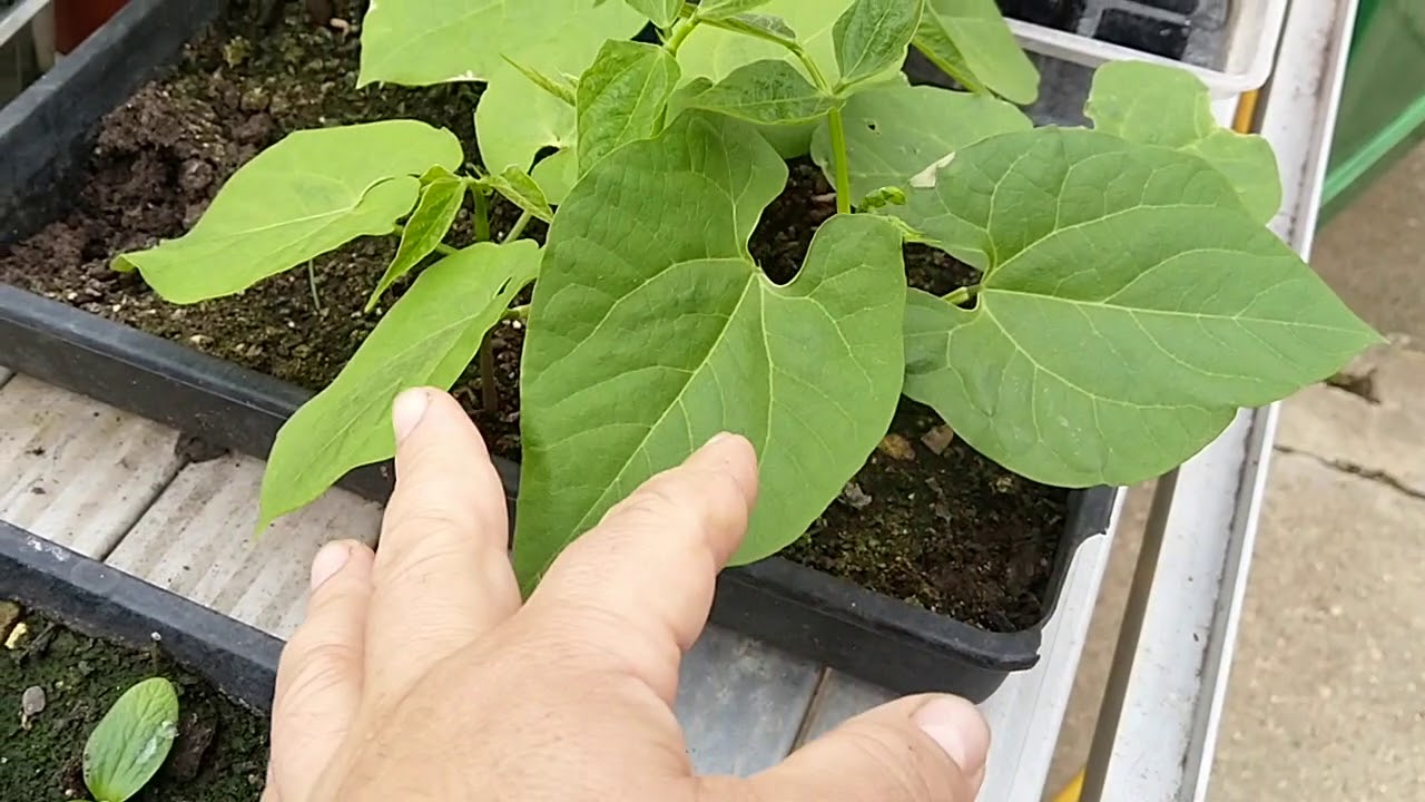 How to grow french beans from seeds - YouTube