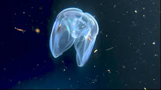 Blackwater Diving with Aldora Cozumel Divers 2025