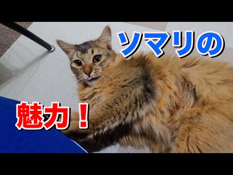 なぜソマリを選んだのか ーこの子しかいない!ー【猫動画】