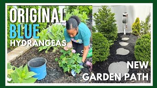 Planting Clearance Hydrangeas 💙 | New Garden Path | Garden Vlog