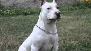 Female Pitbull - Bora 9 Month