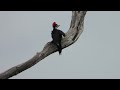 Pileated Woodpecker - El Pajaro Carpintero Mayor