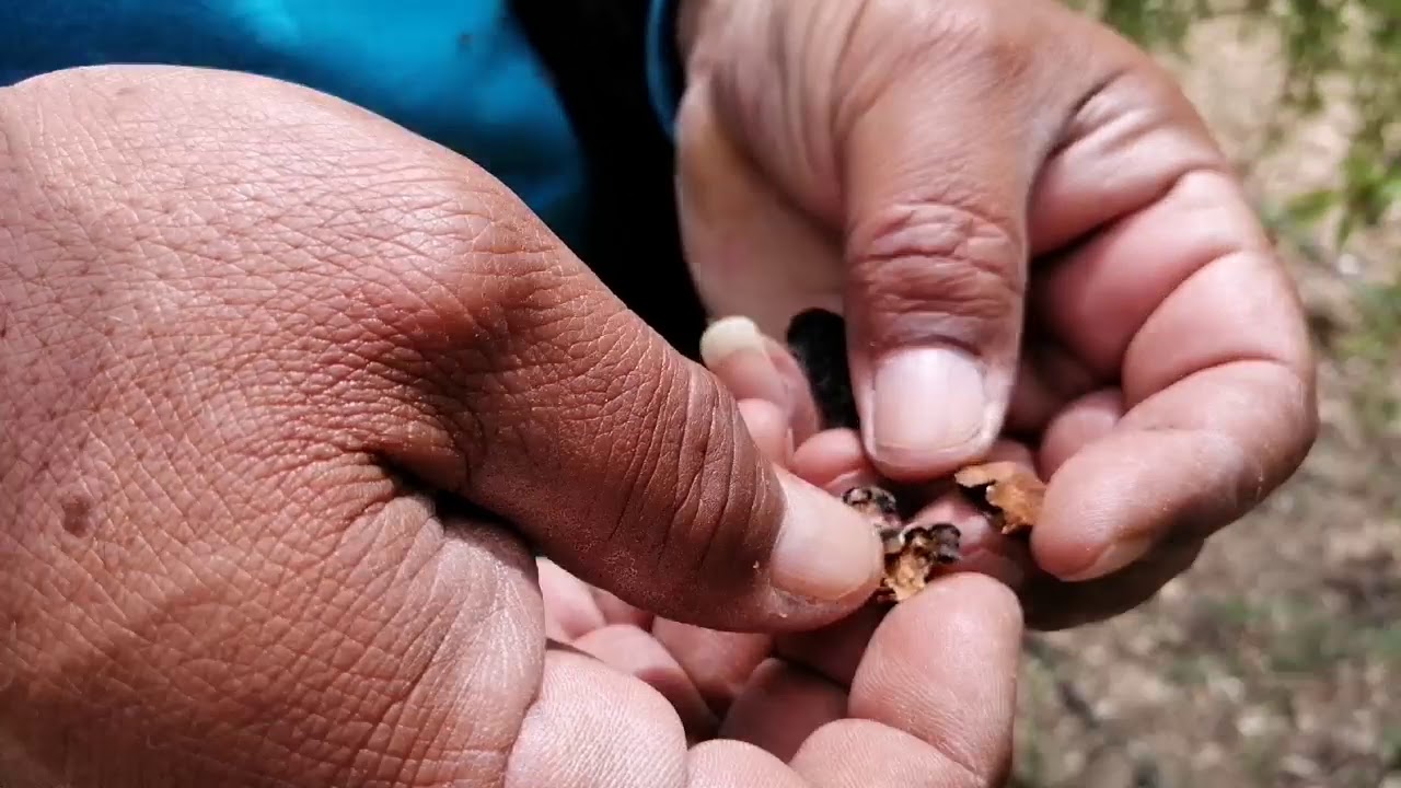 Bodur badem 2. Bölüm 4. yaş