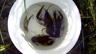 Ловля Раков Для Переселения.crayfish Fishing For Resettlement.