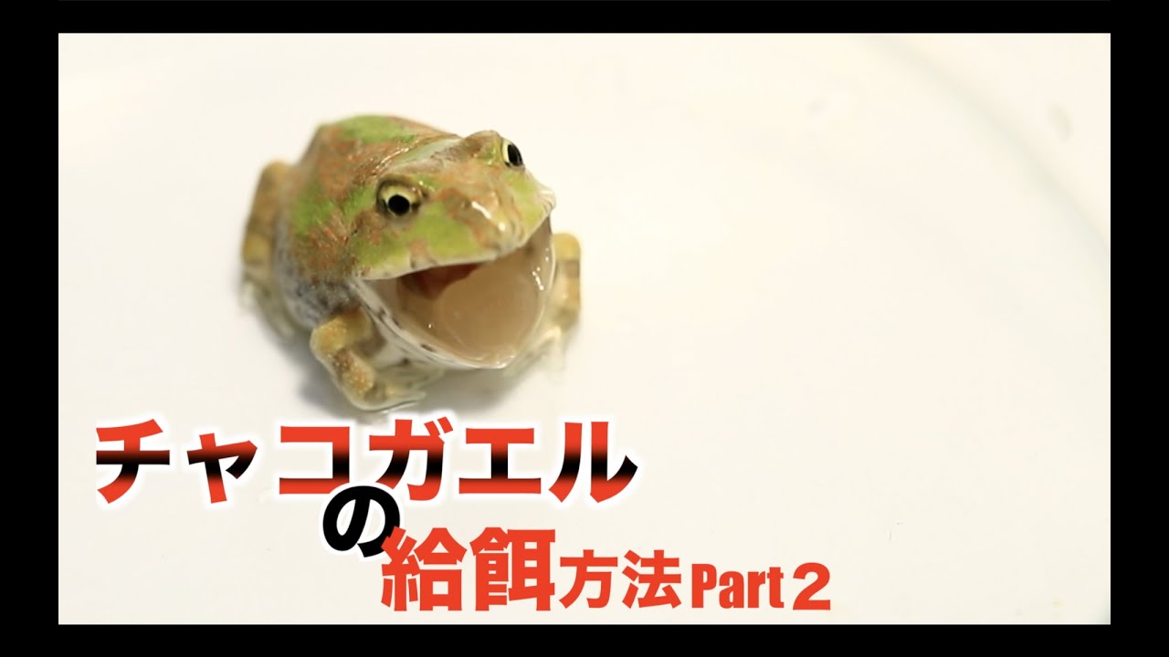 We feed the Chaco frogs that have come ashore! - YouTube