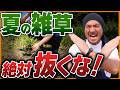 【初心者向け】雑草はは「抜く」ではなく「刈る」が正解。道具の使い方とコツを徹底解説