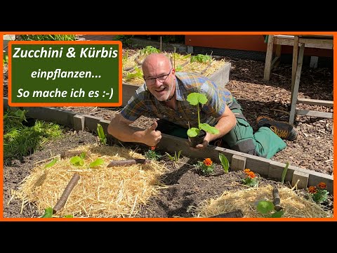 Video: Wachsender Kürbis, Zucchini, Kürbis