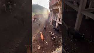 #cheran #shortvideo #michoacan #fiesta #jaripeo #jaripeo