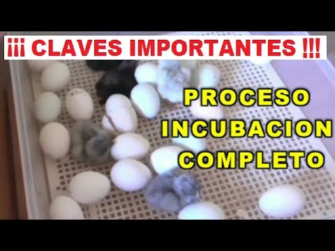 Vídeo: Incubació Correcta De Pollets A La Incubadora