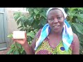 Making All Natural Fresh Mango Soap By Skin-Passion